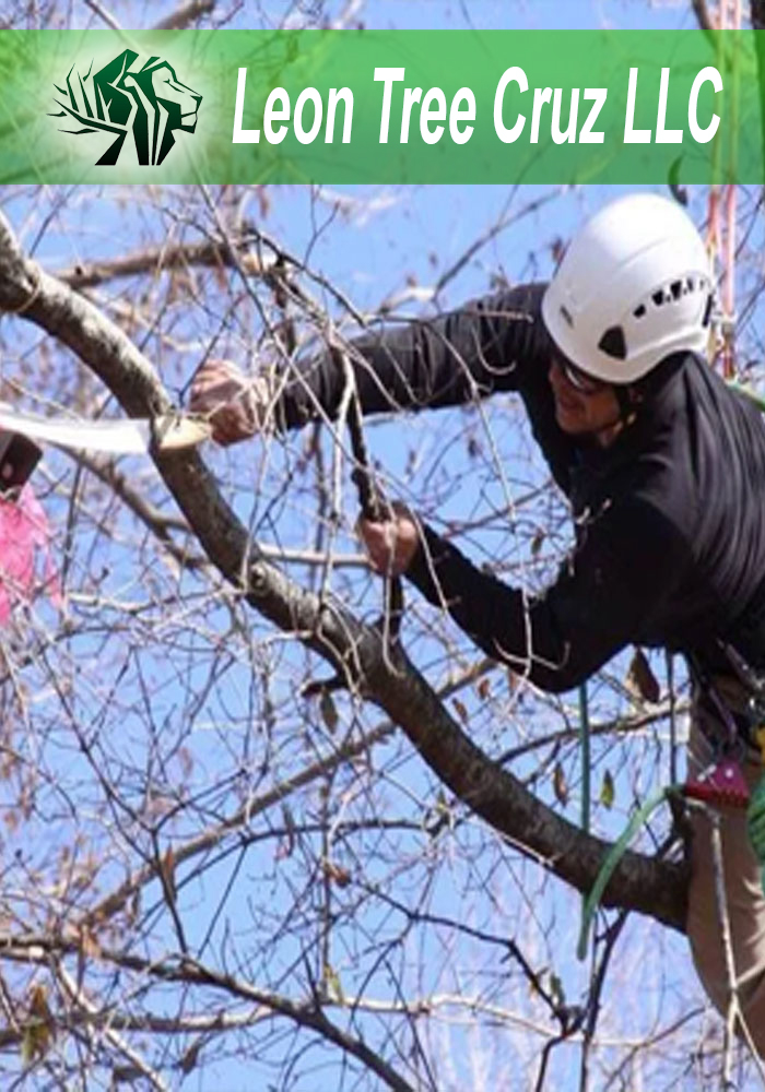 Expert Tree Service Springfield TN