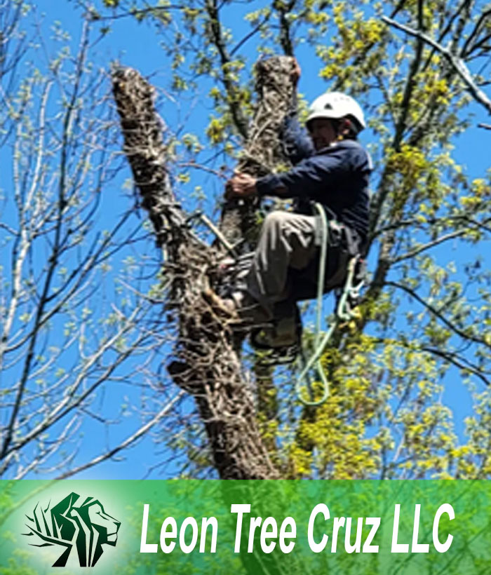 Tree-Care-Service-Springfield-TN