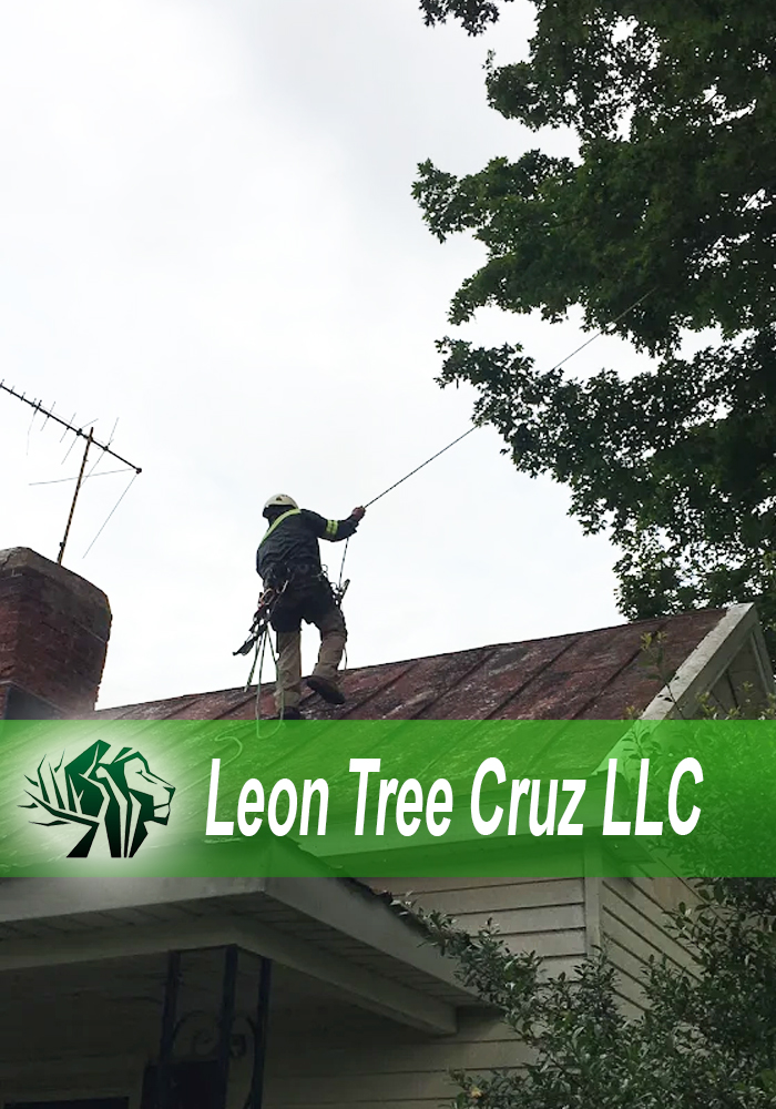 Tree trimming and removal services TN